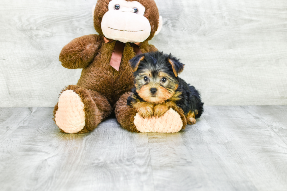 Meet Bella - our Yorkshire Terrier Puppy Photo 