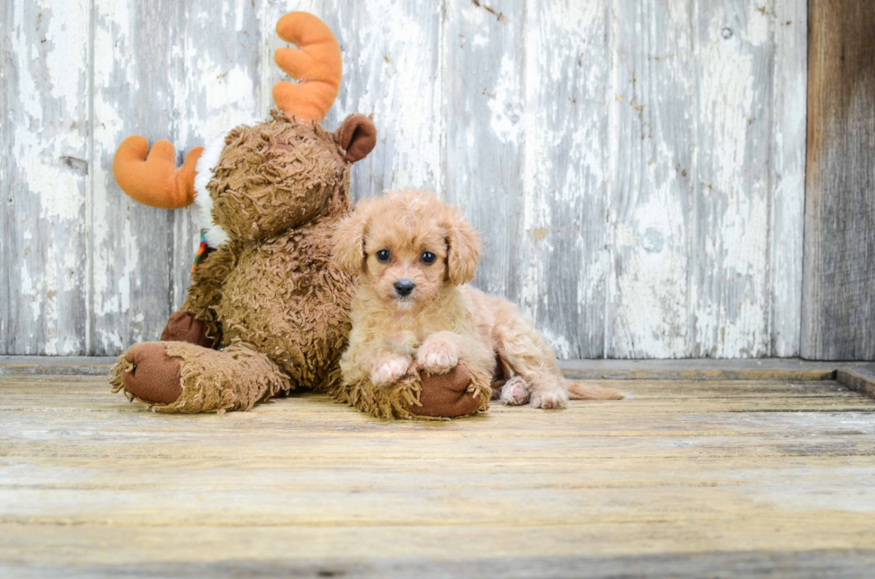 Energetic Cavoodle Poodle Mix Puppy