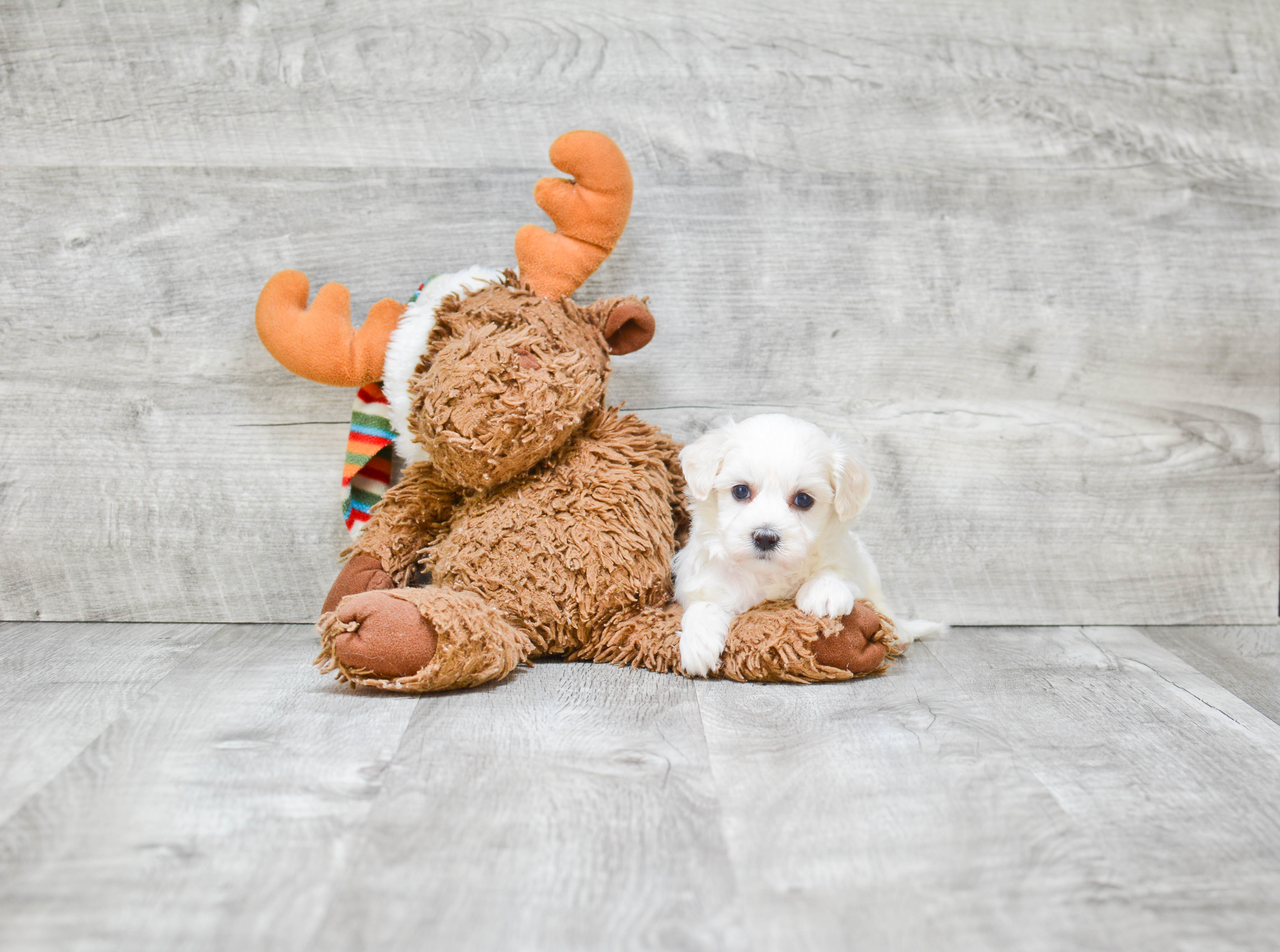 Petite Maltipoo Poodle Mix Pup