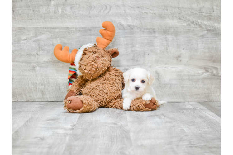 Petite Maltipoo Poodle Mix Pup