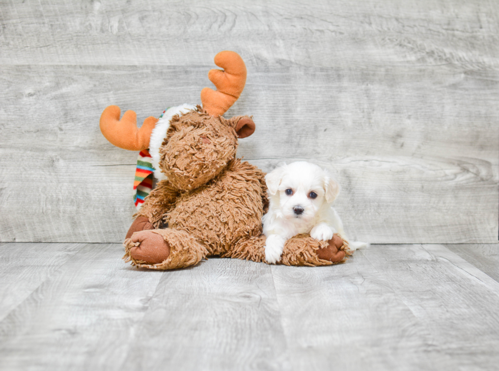 Petite Maltipoo Poodle Mix Pup