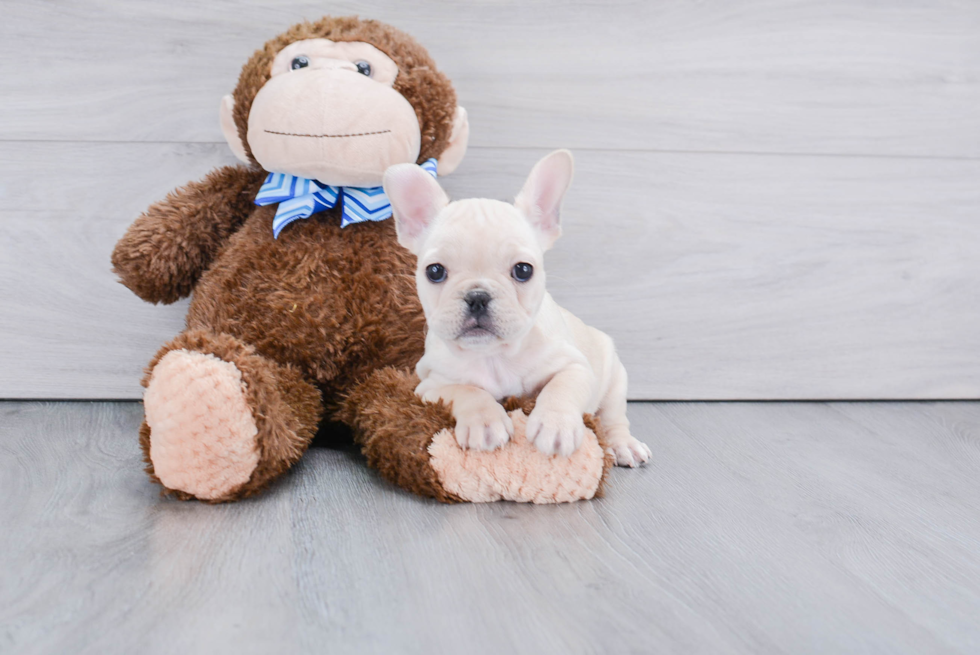 French Bulldog Pup Being Cute