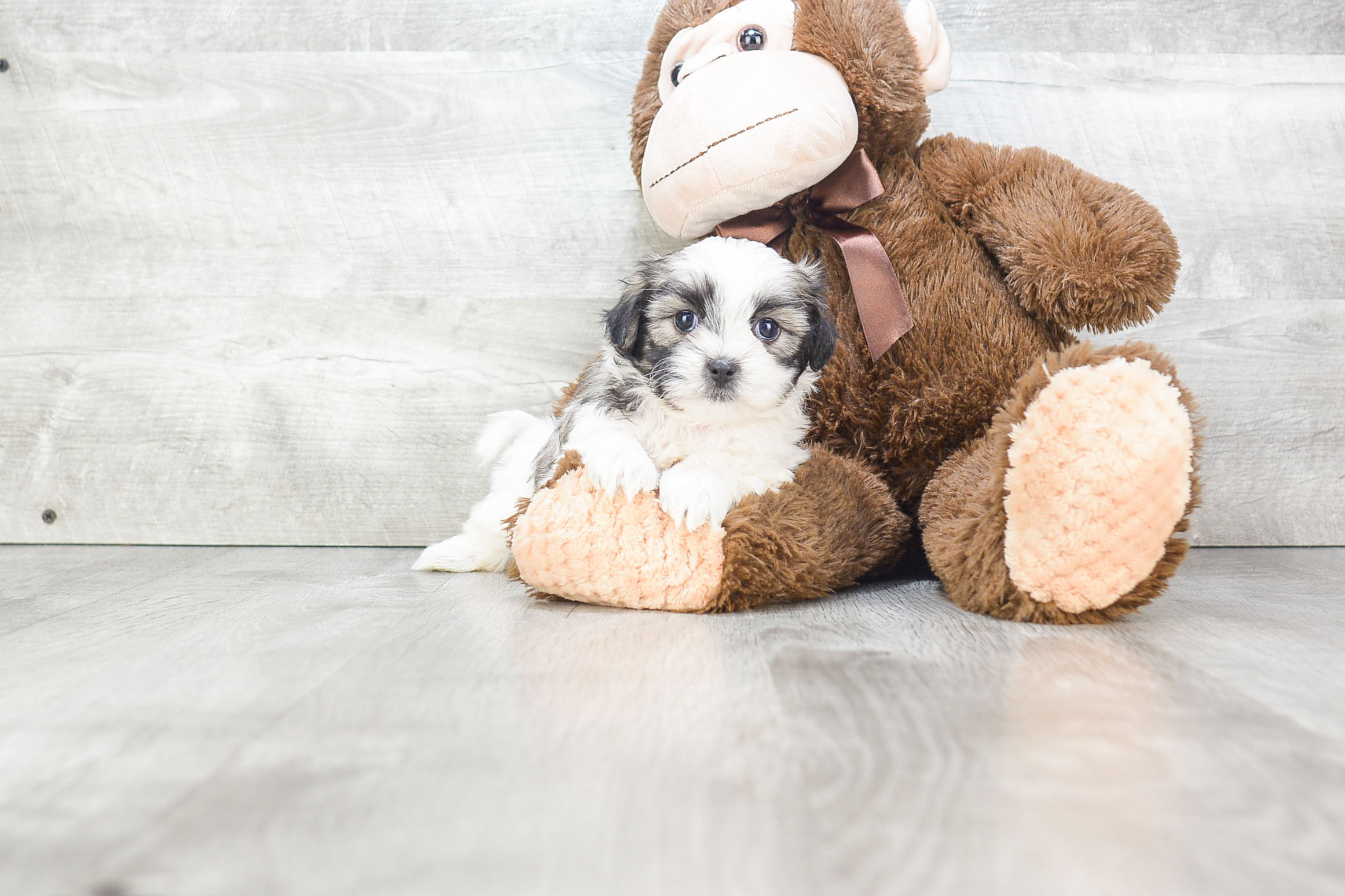 Hypoallergenic Shitzu Designer Puppy