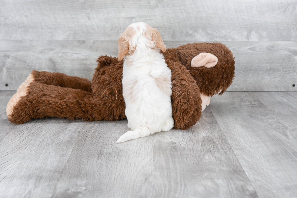 Cavapoo Pup Being Cute