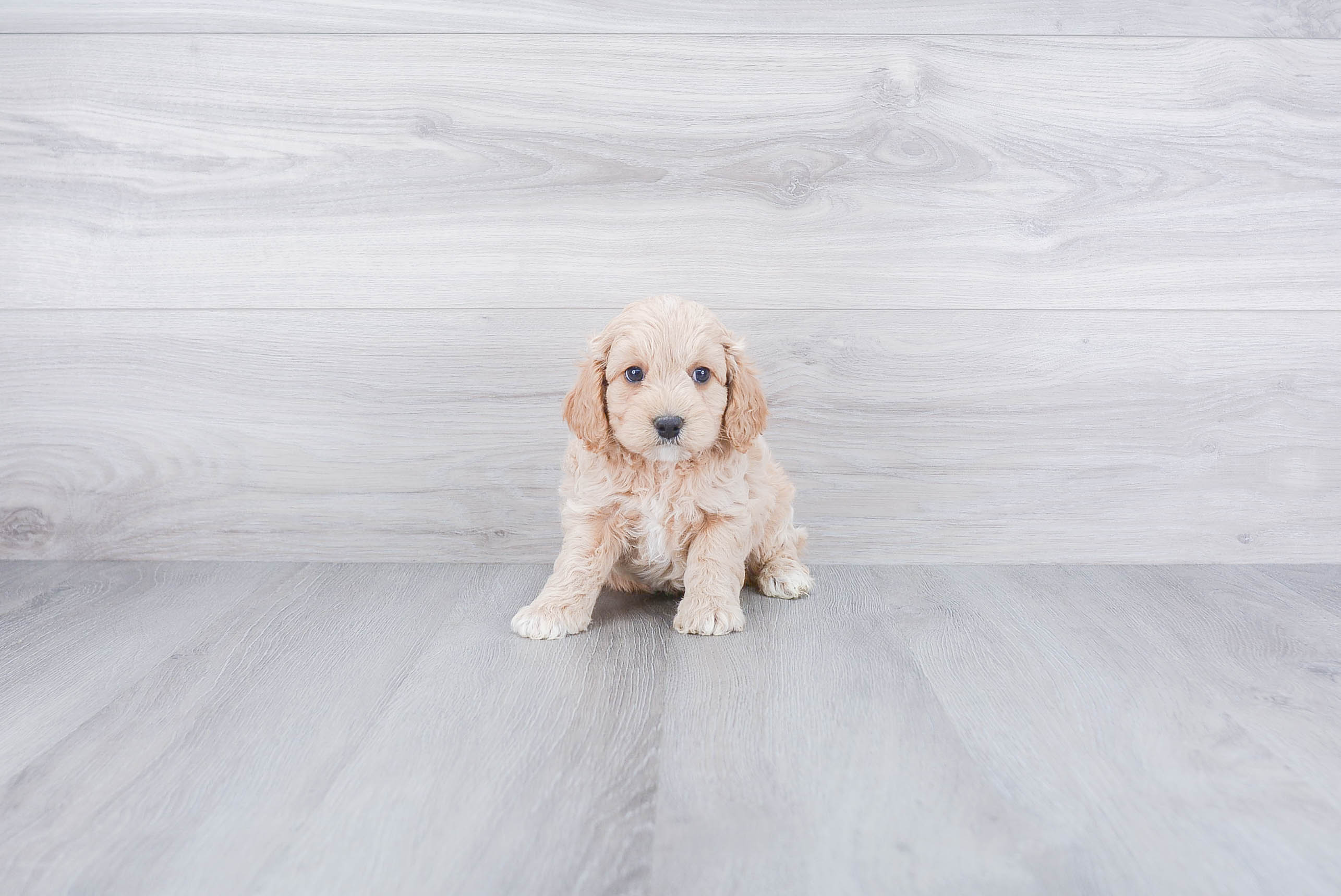 Playful Cockerpoo Poodle Mix Puppy