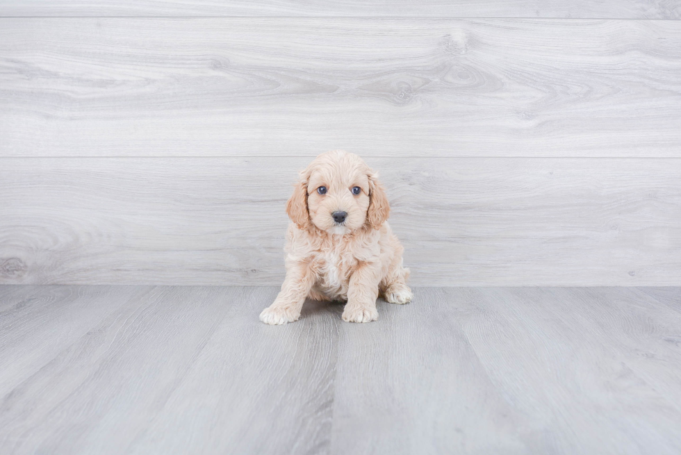 Playful Cockerpoo Poodle Mix Puppy