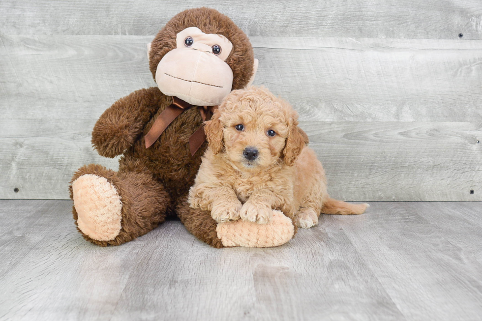 Mini Goldendoodle Puppy for Adoption