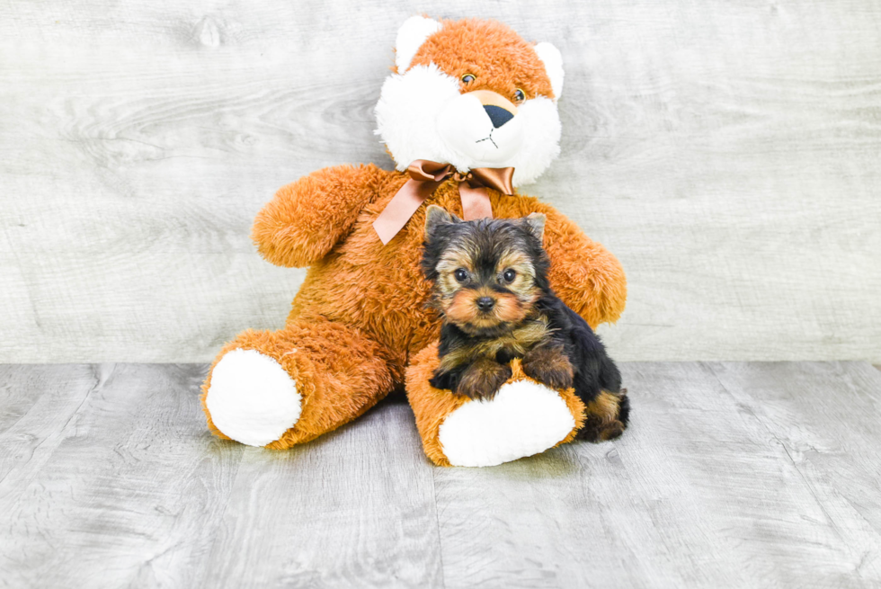 Meet Giselle - our Yorkshire Terrier Puppy Photo 