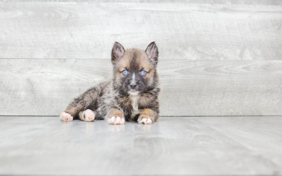 Pomsky Pup Being Cute