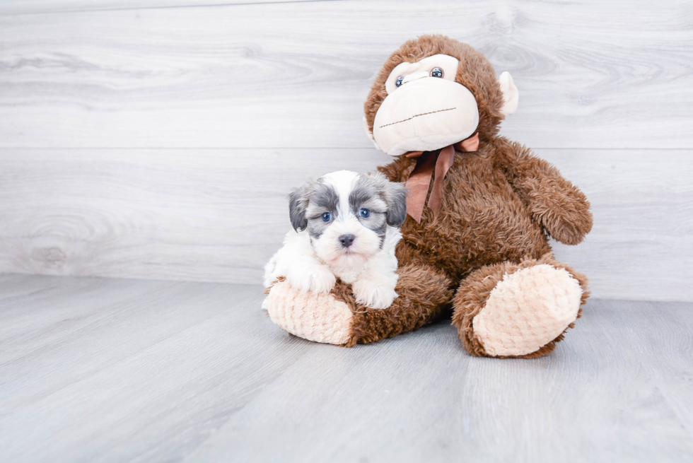 Teddy Bear Pup Being Cute