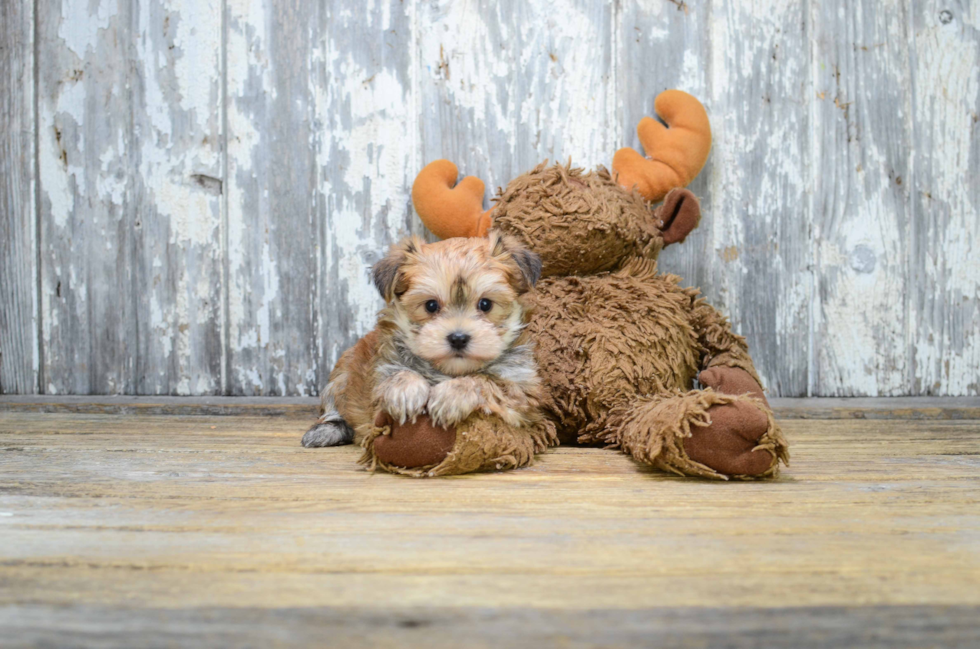 Best Morkie Baby