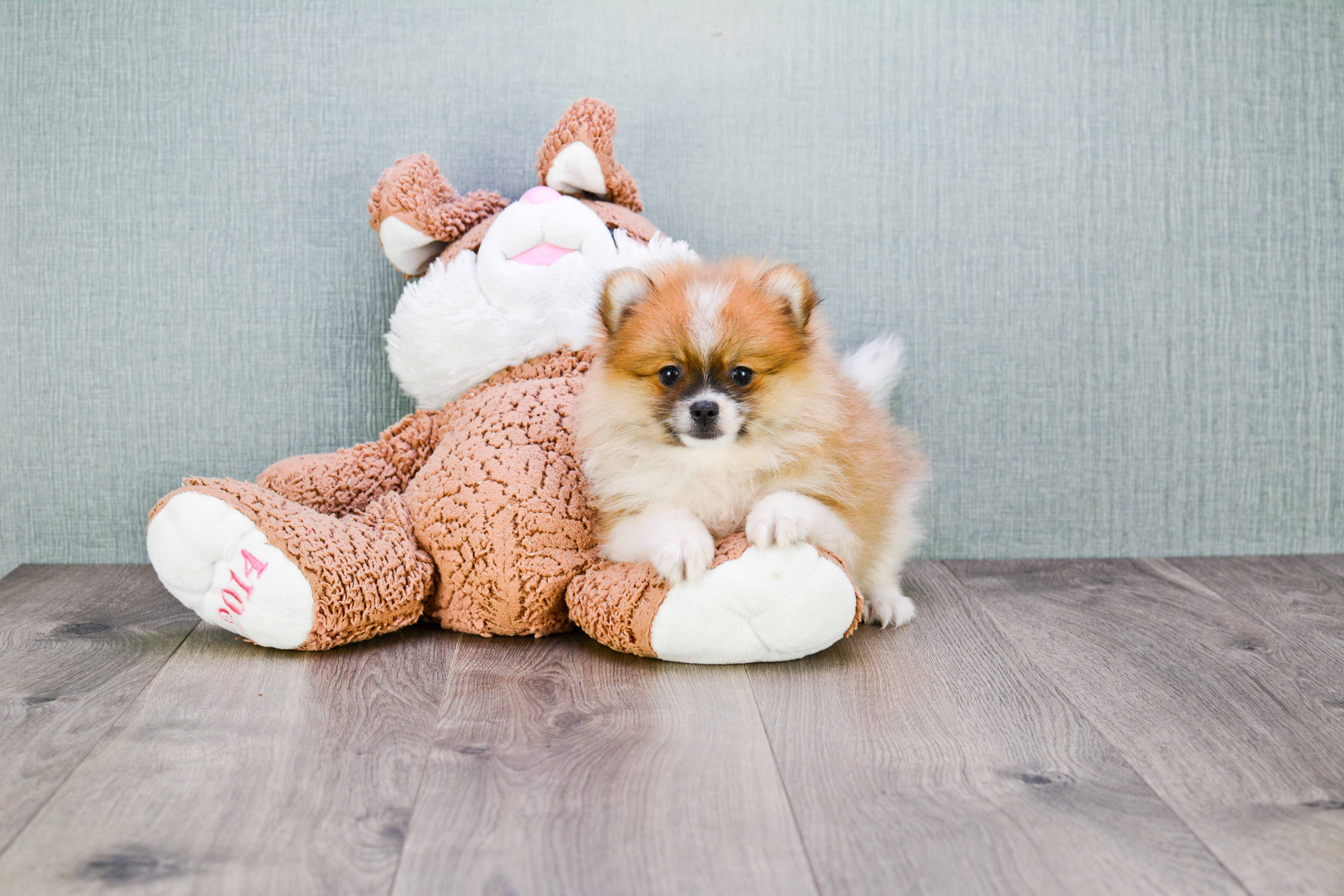 Pomeranian Pup Being Cute