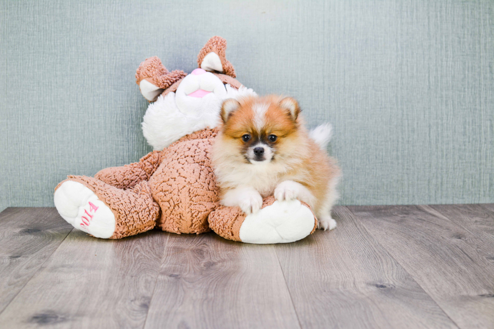 Pomeranian Pup Being Cute