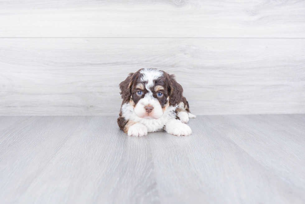 Mini Bernedoodle Pup Being Cute