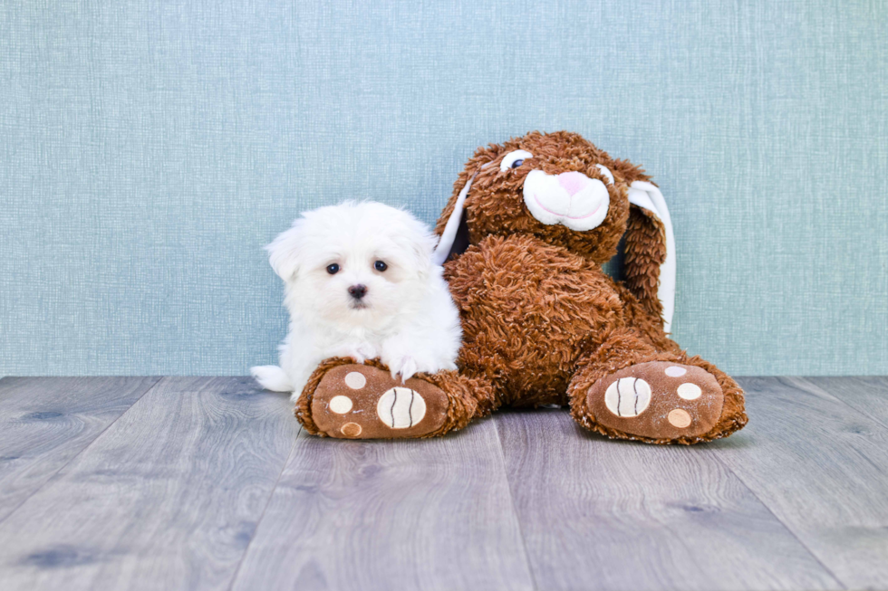 Maltese Puppy for Adoption