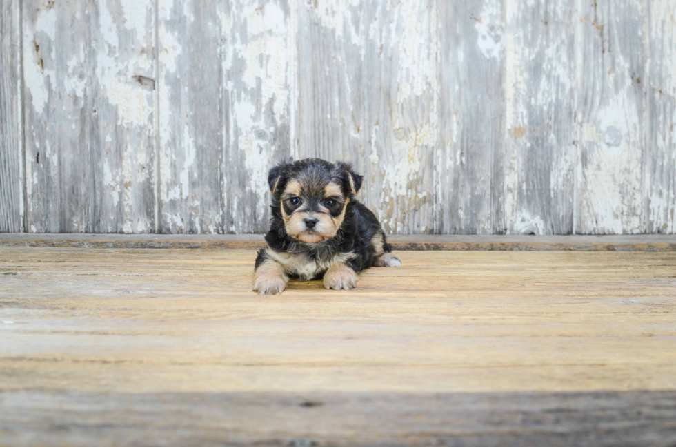 Best Morkie Baby