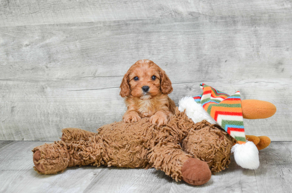 Cavapoo Pup Being Cute