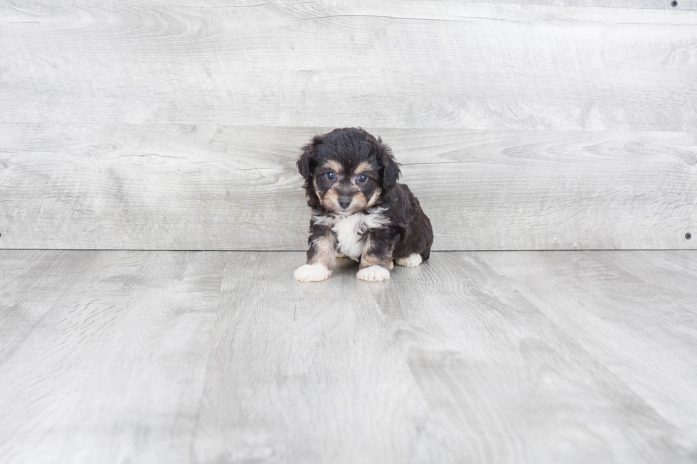 Happy Mini Aussiedoodle Baby