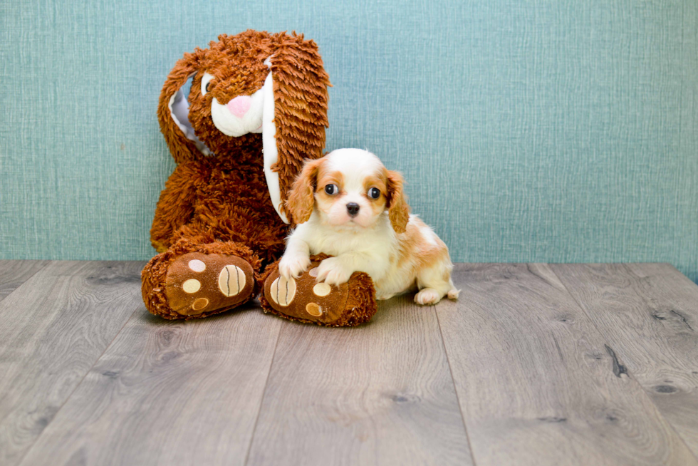 Sweet Cavalier King Charles Spaniel Purebred Puppy