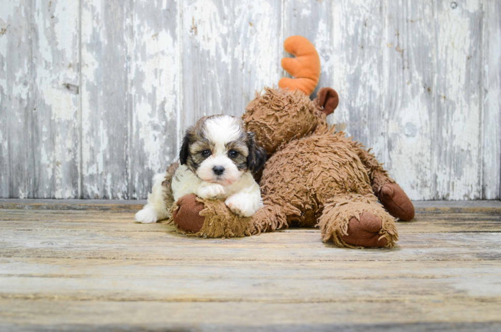 Popular Teddy Bear Designer Pup