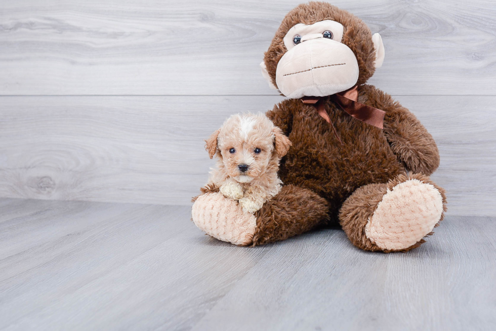 Hypoallergenic Maltepoo Poodle Mix Puppy