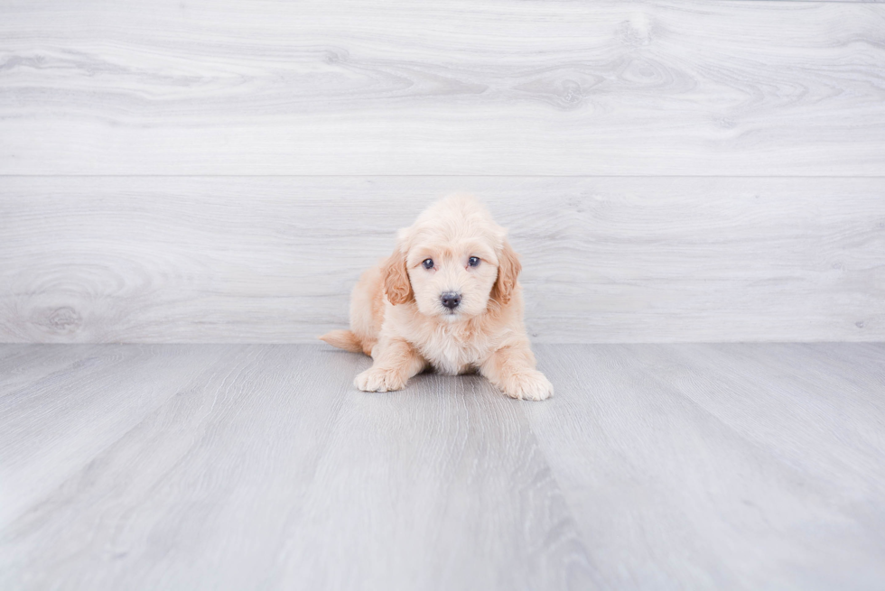 Best Mini Goldendoodle Baby