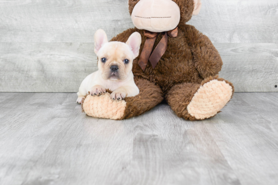 Best French Bulldog Baby