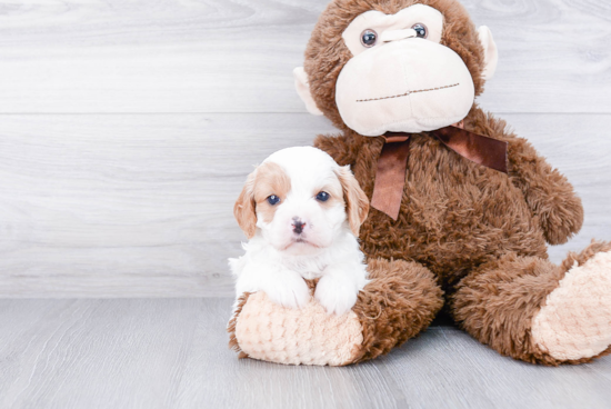 Smart Cavapoo Poodle Mix Pup