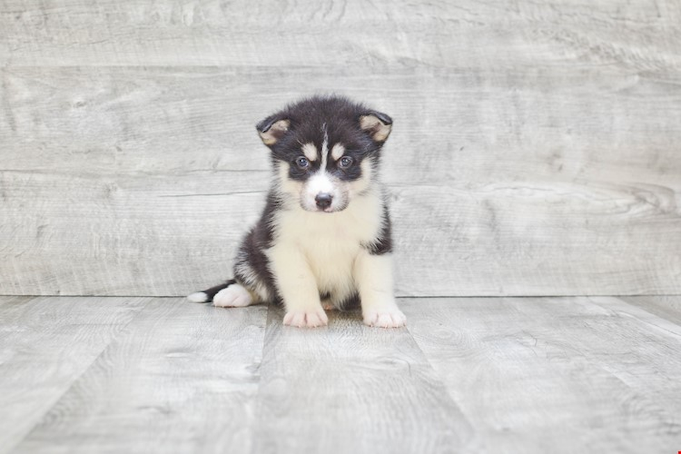 Pomsky Pup Being Cute