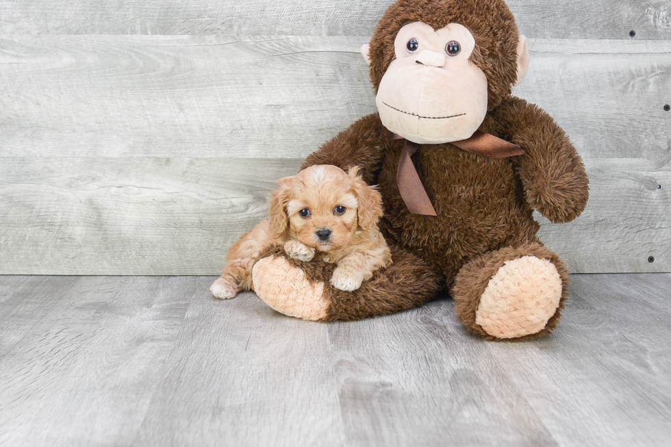 Cavapoo Puppy for Adoption