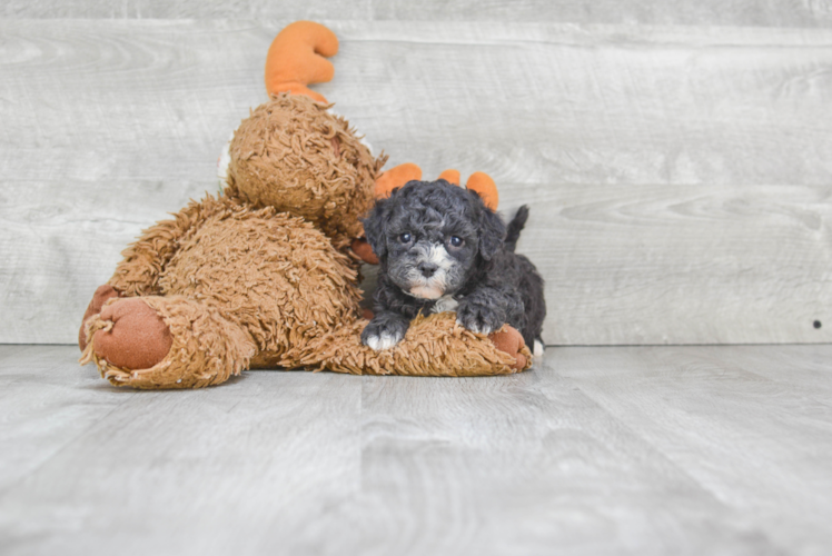 Best Cavachon Baby