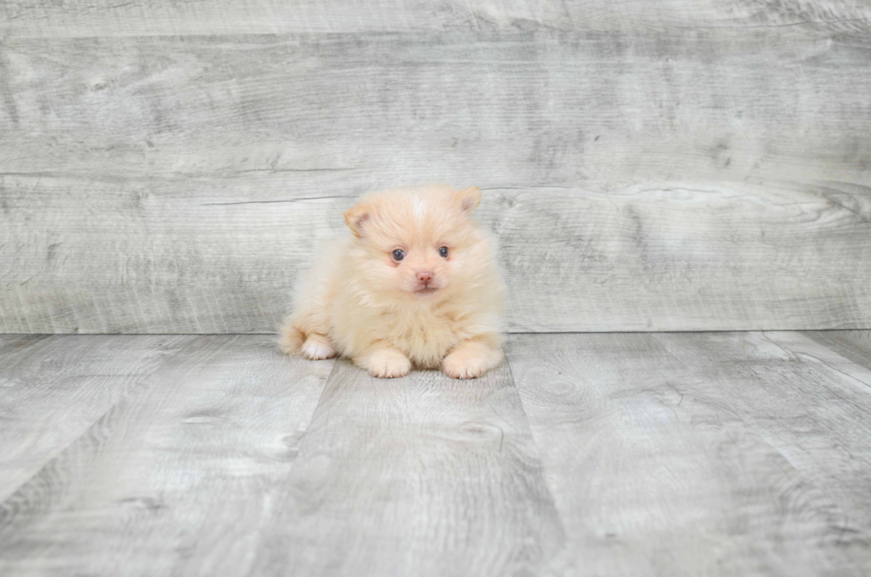 Smart Pomeranian Purebred Puppy