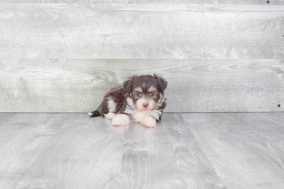 Funny Havanese Purebred Pup