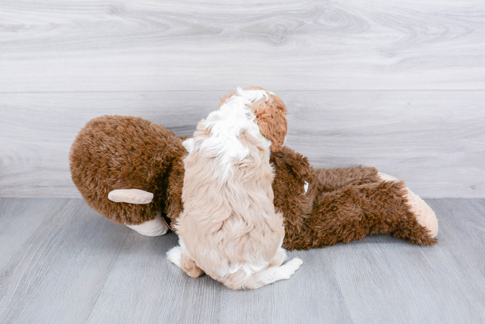 Little Cavalier King Charles Spaniel Baby