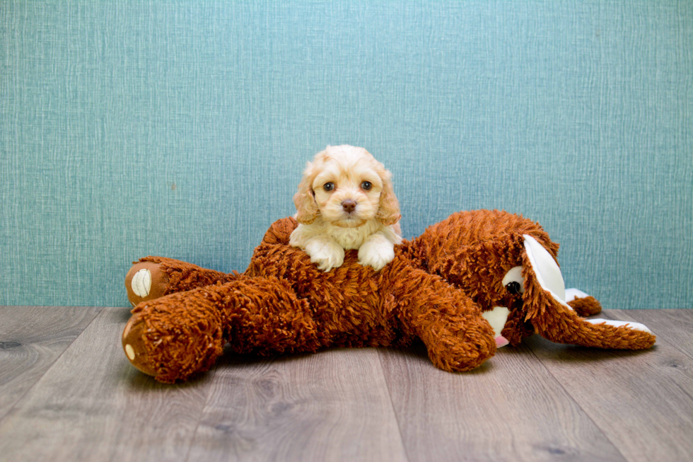 Cavapoo Pup Being Cute