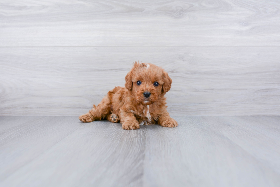 Happy Cavapoo Baby