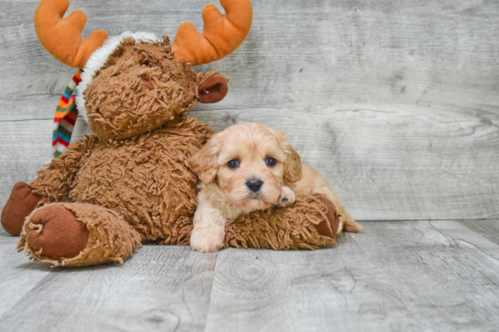 Cavachon Pup Being Cute