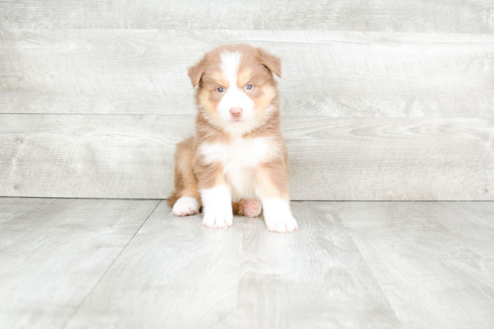 Sweet Pomsky Baby