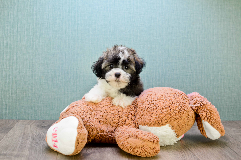 Popular Havanese Purebred Pup