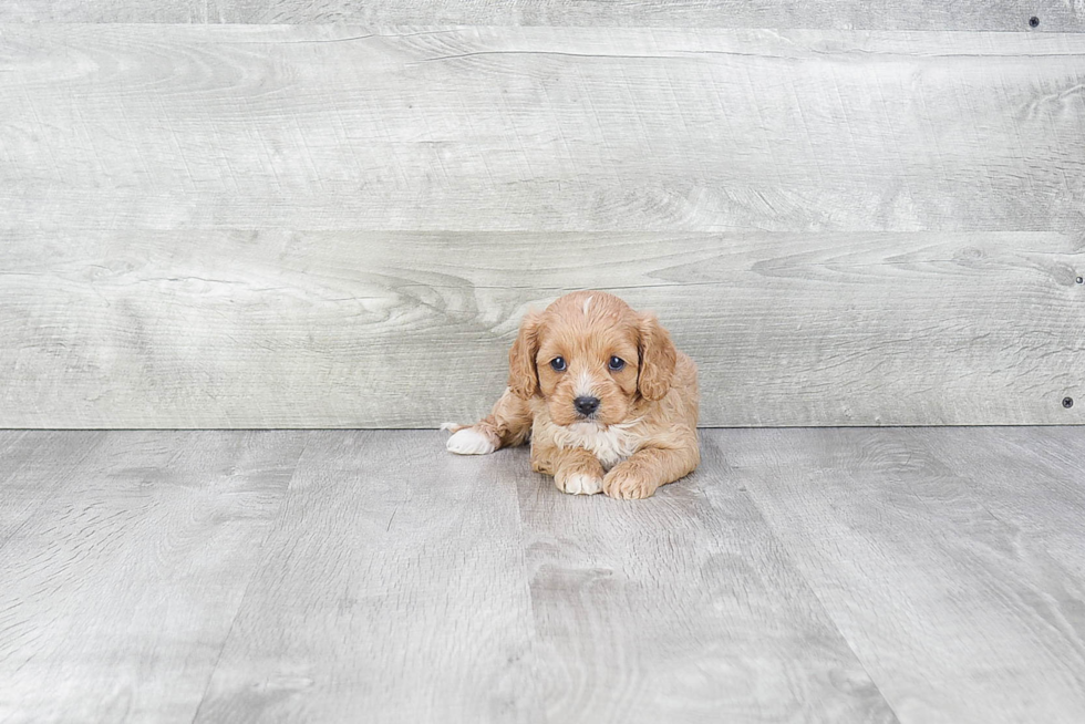 Smart Cavapoo Poodle Mix Pup