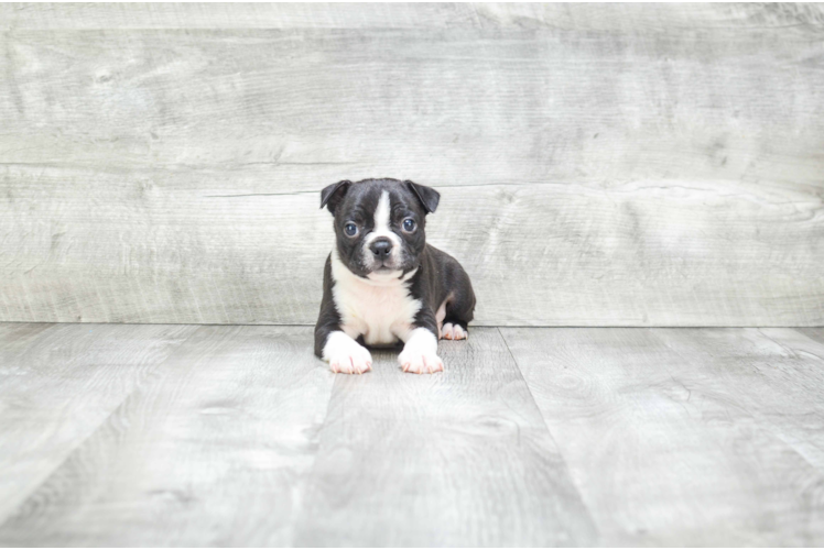 Boston Terrier Puppy for Adoption