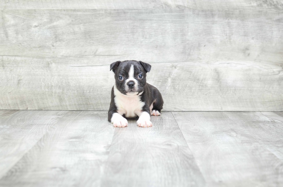 Boston Terrier Puppy for Adoption