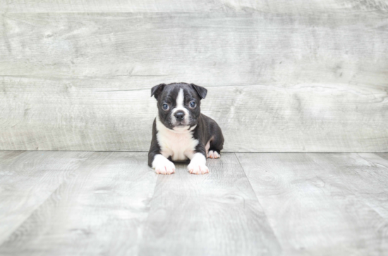 Boston Terrier Puppy for Adoption