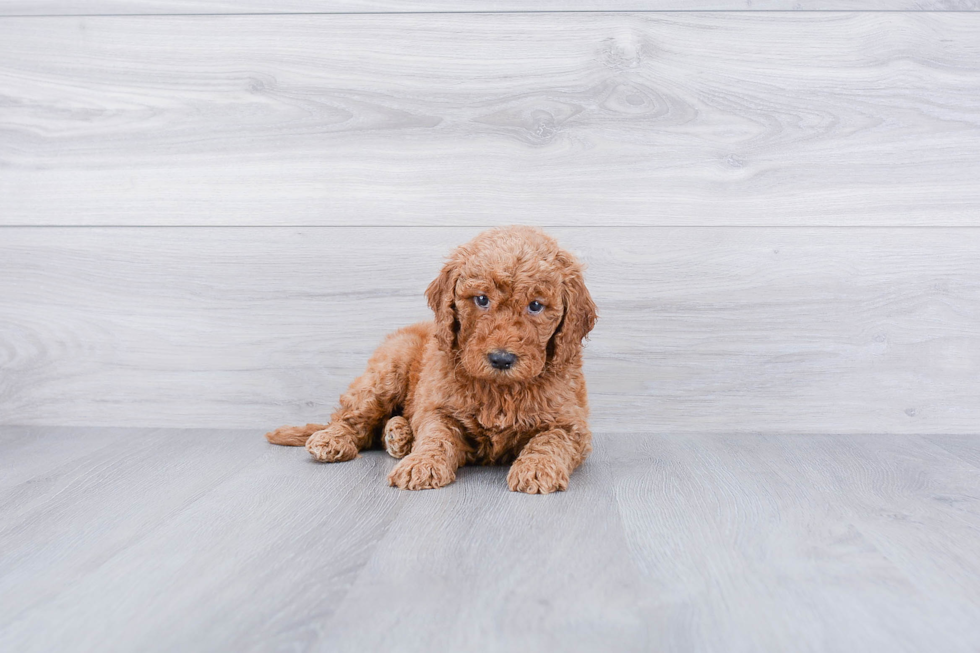 Popular Mini Goldendoodle Poodle Mix Pup