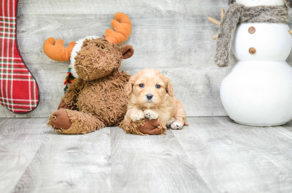 Cavachon Puppy for Adoption