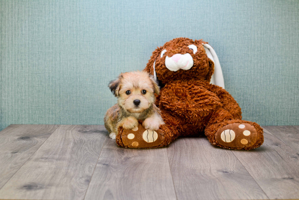 Morkie Pup Being Cute