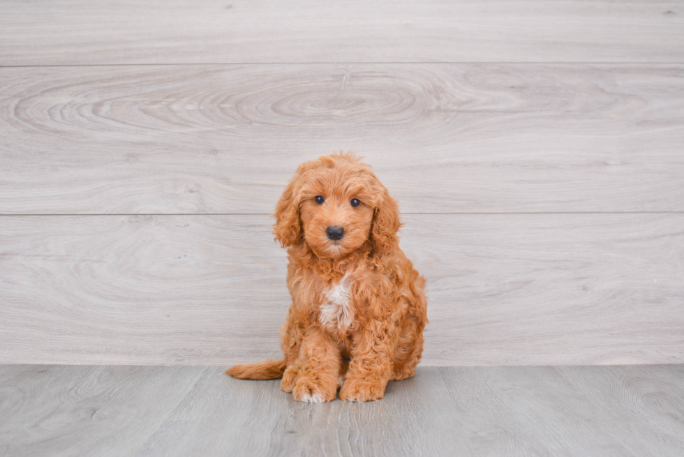 Energetic Golden Retriever Poodle Mix Puppy