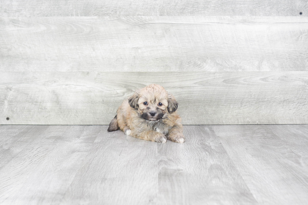 Teddy Bear Puppy for Adoption