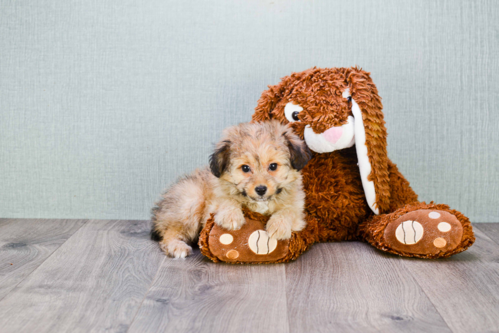 Best Mini Sheltidoodle Baby