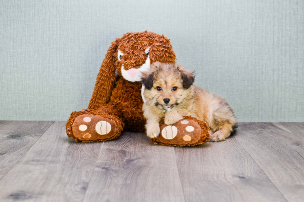 Mini Sheltidoodle Puppy for Adoption
